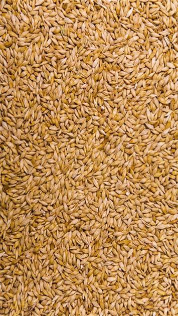 Wheat Color Sorting Solution | Metak